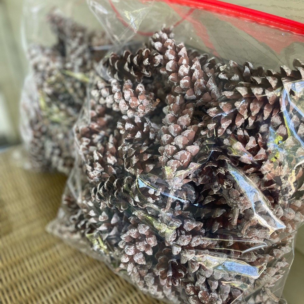 Pine cones for crafters and home decor